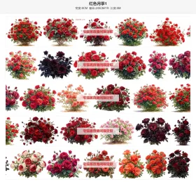 红色月季1单排