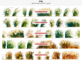 芦苇2单排