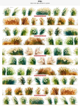 芦苇2双排