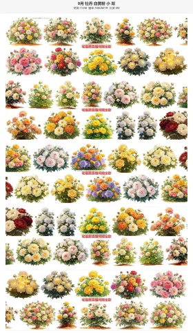 9月牡丹白黄粉双排